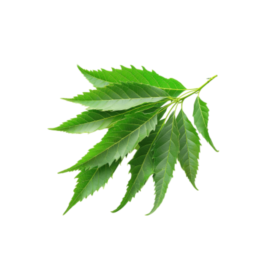 Neem